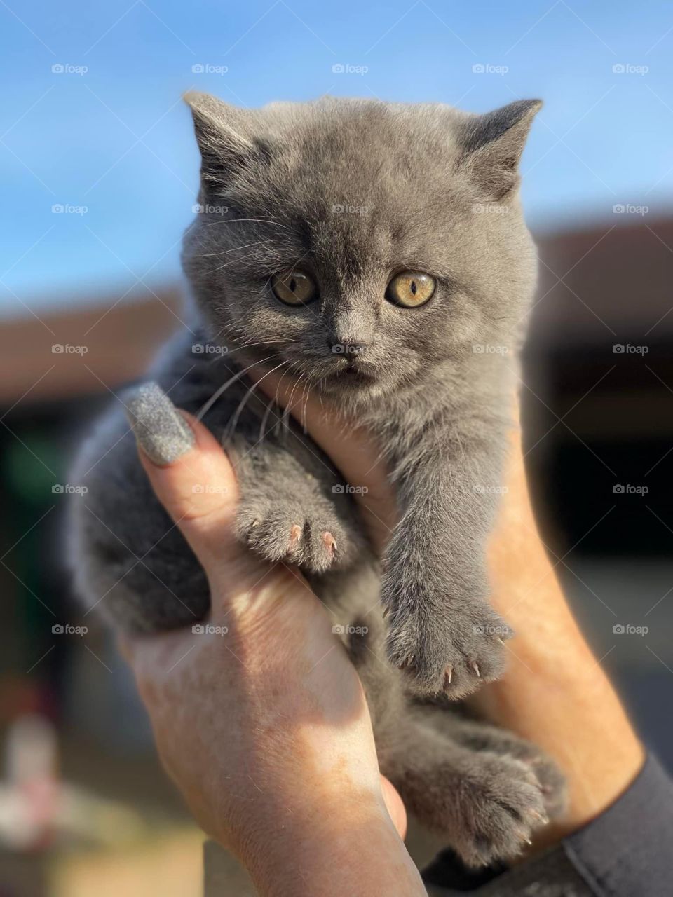 Cute grey kitten