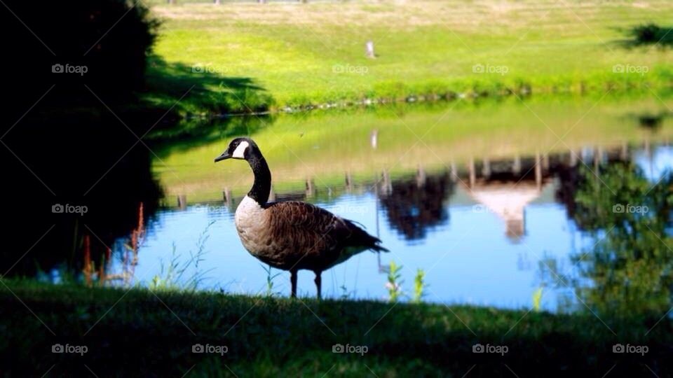 Goose pond 