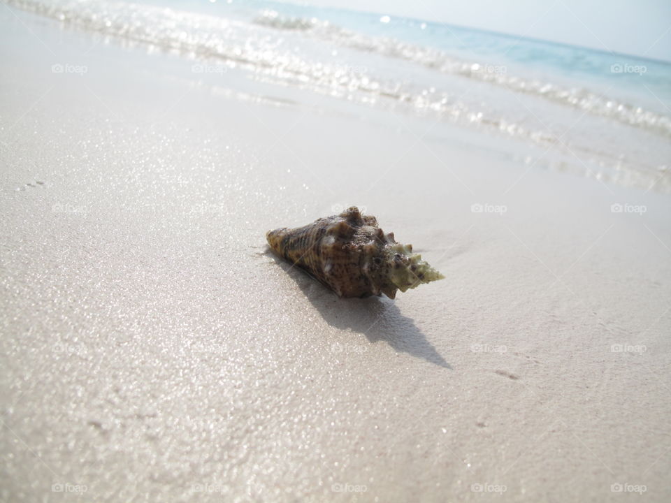 bahama shell