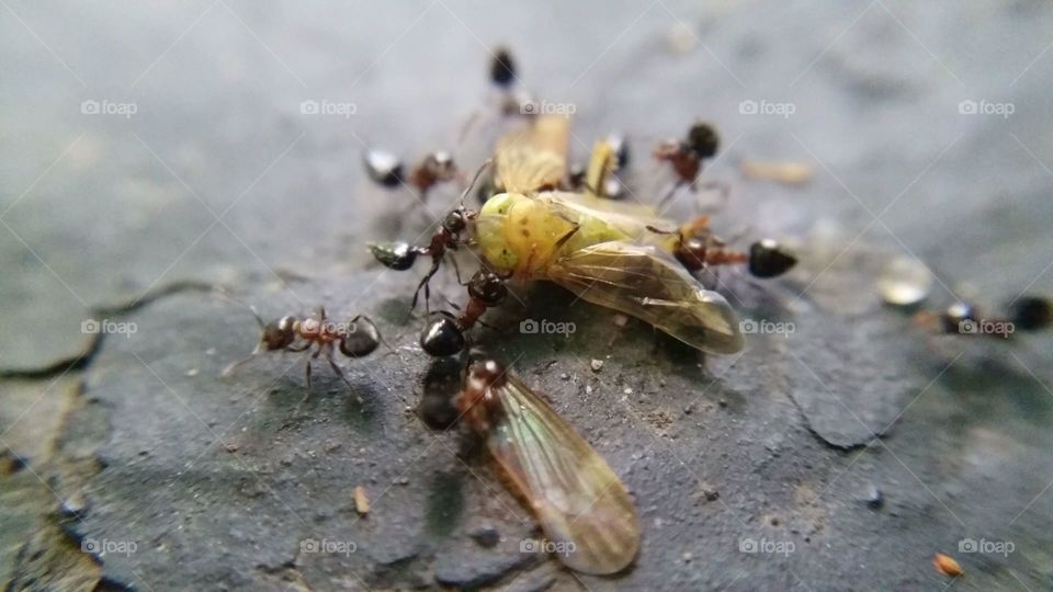 Ants tearing apart a deceased adult leafhopper to transport to their nest.