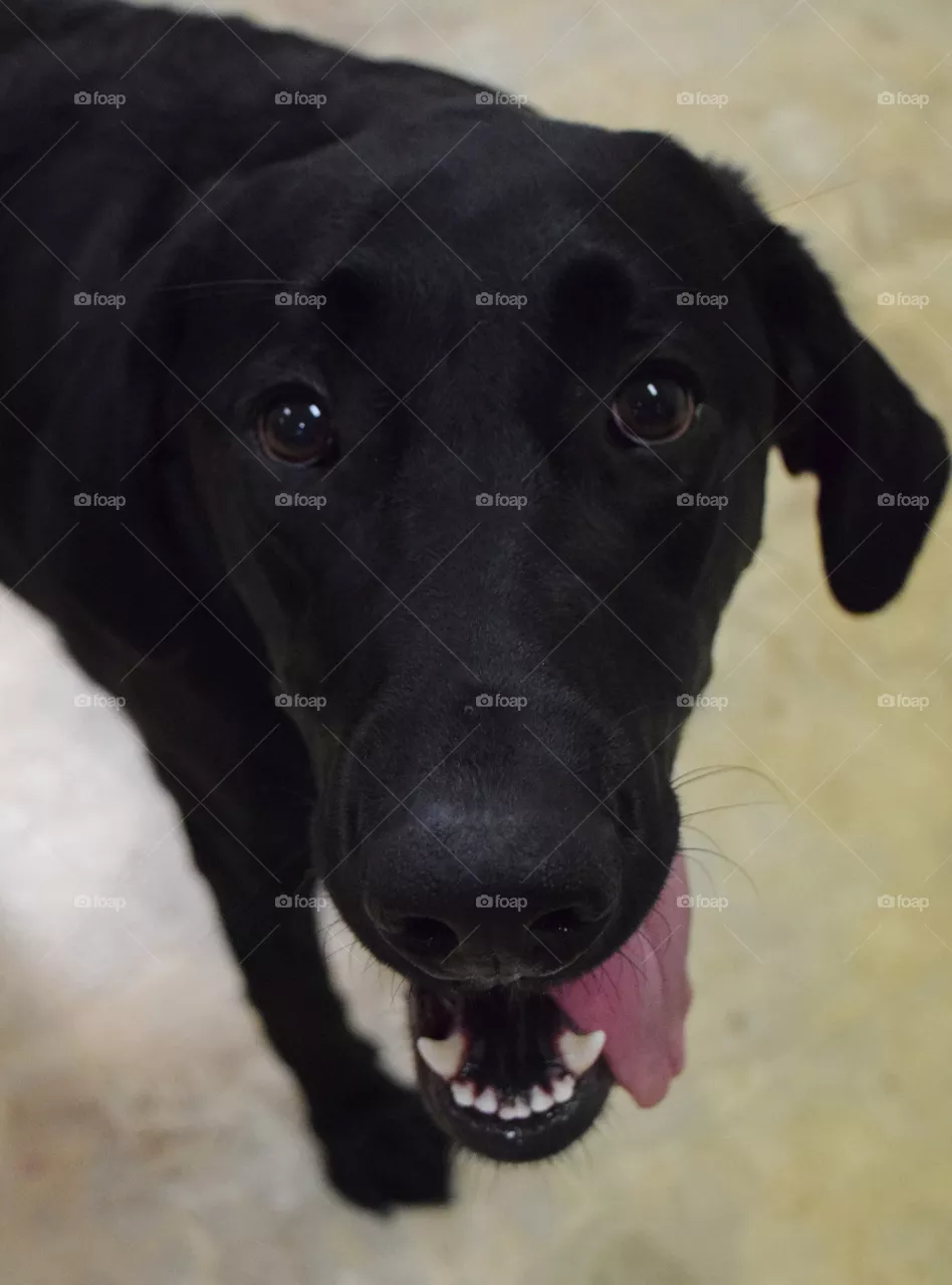 Happy Dog