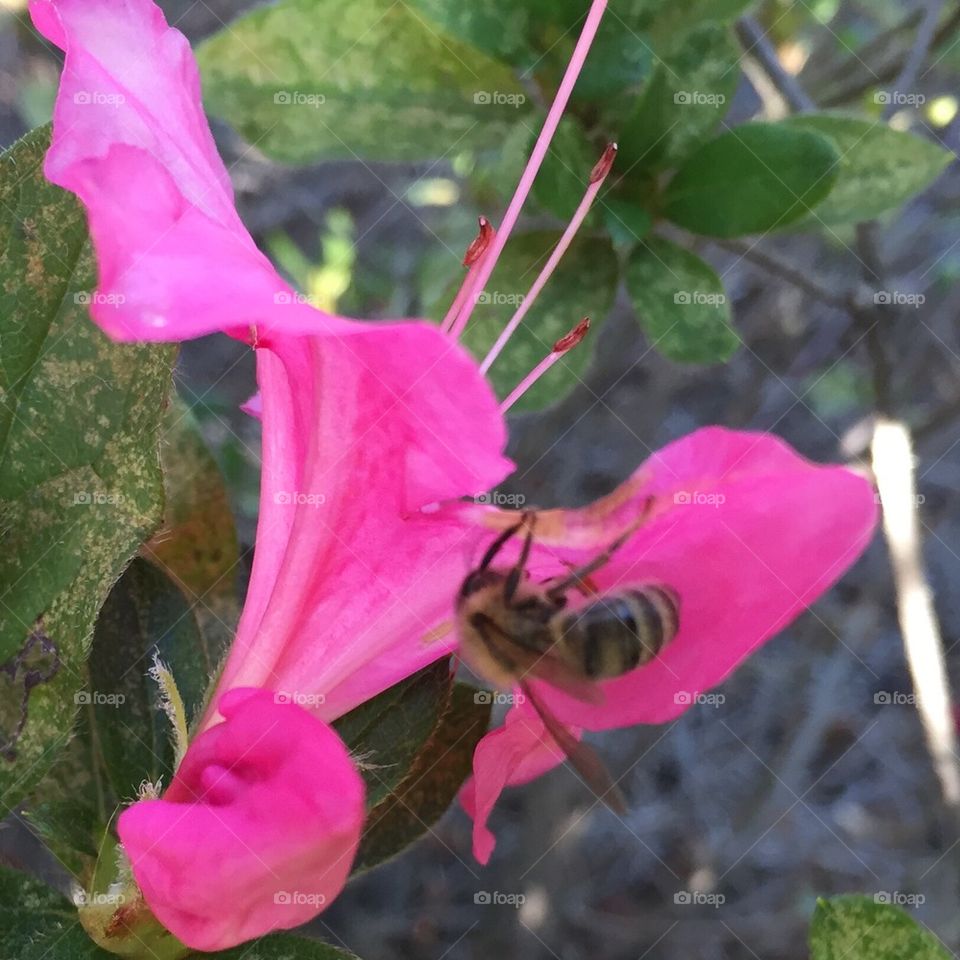 Bee on flower