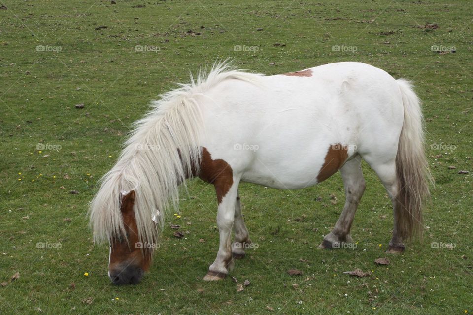 White pony 