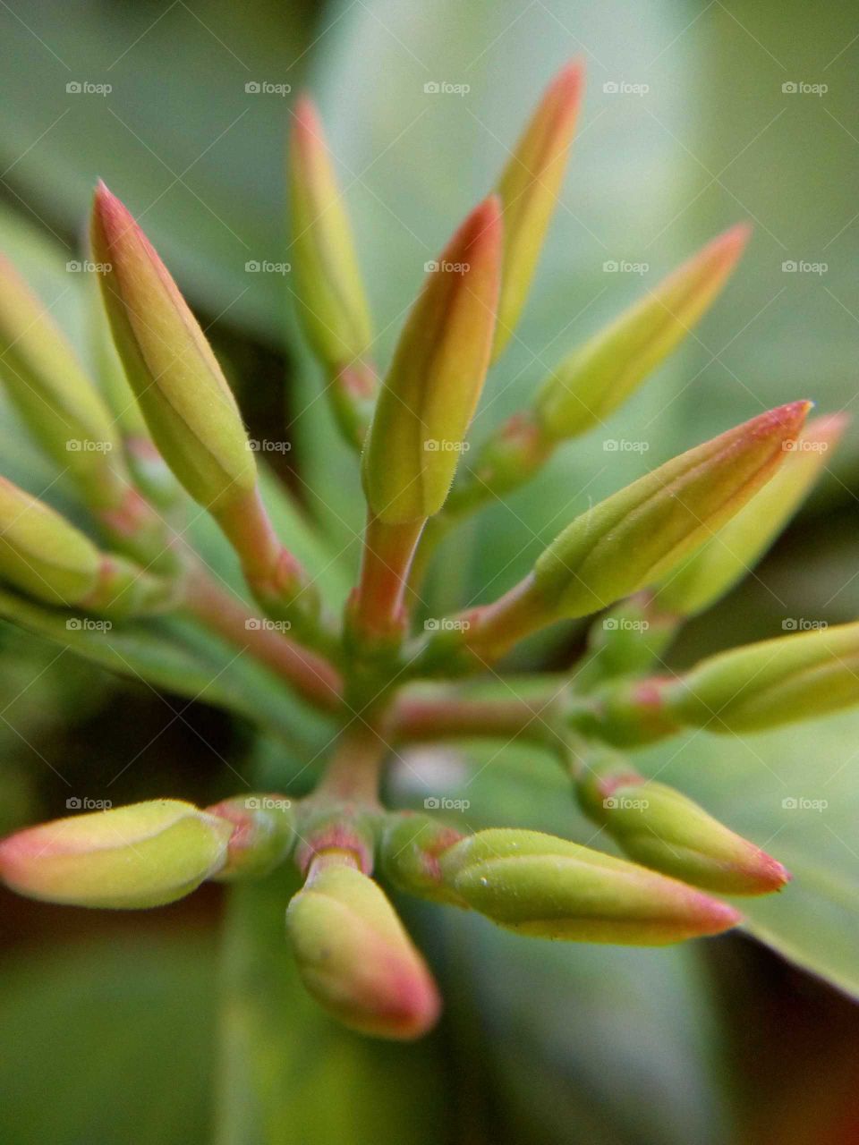 FLOWER BUDS.