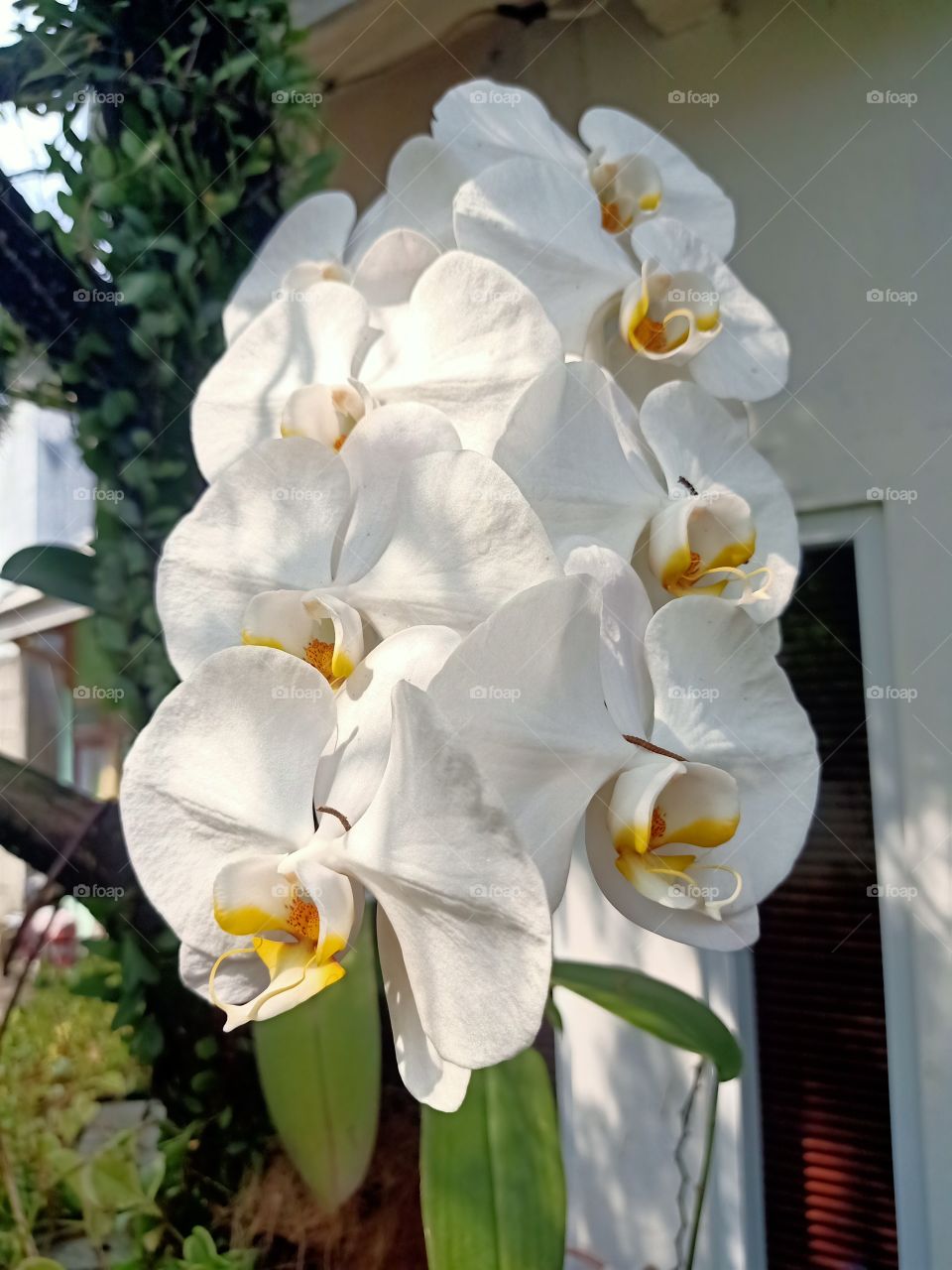 beautiful in white perfect blooming