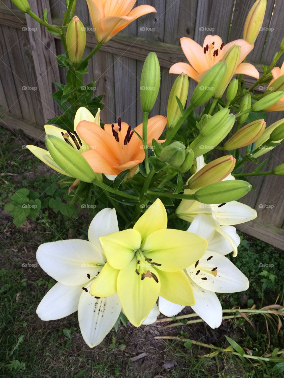 Lily's 