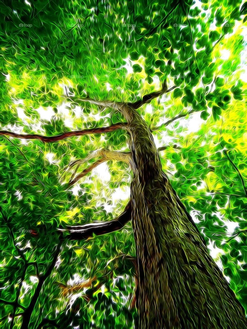 Tree in Woods
