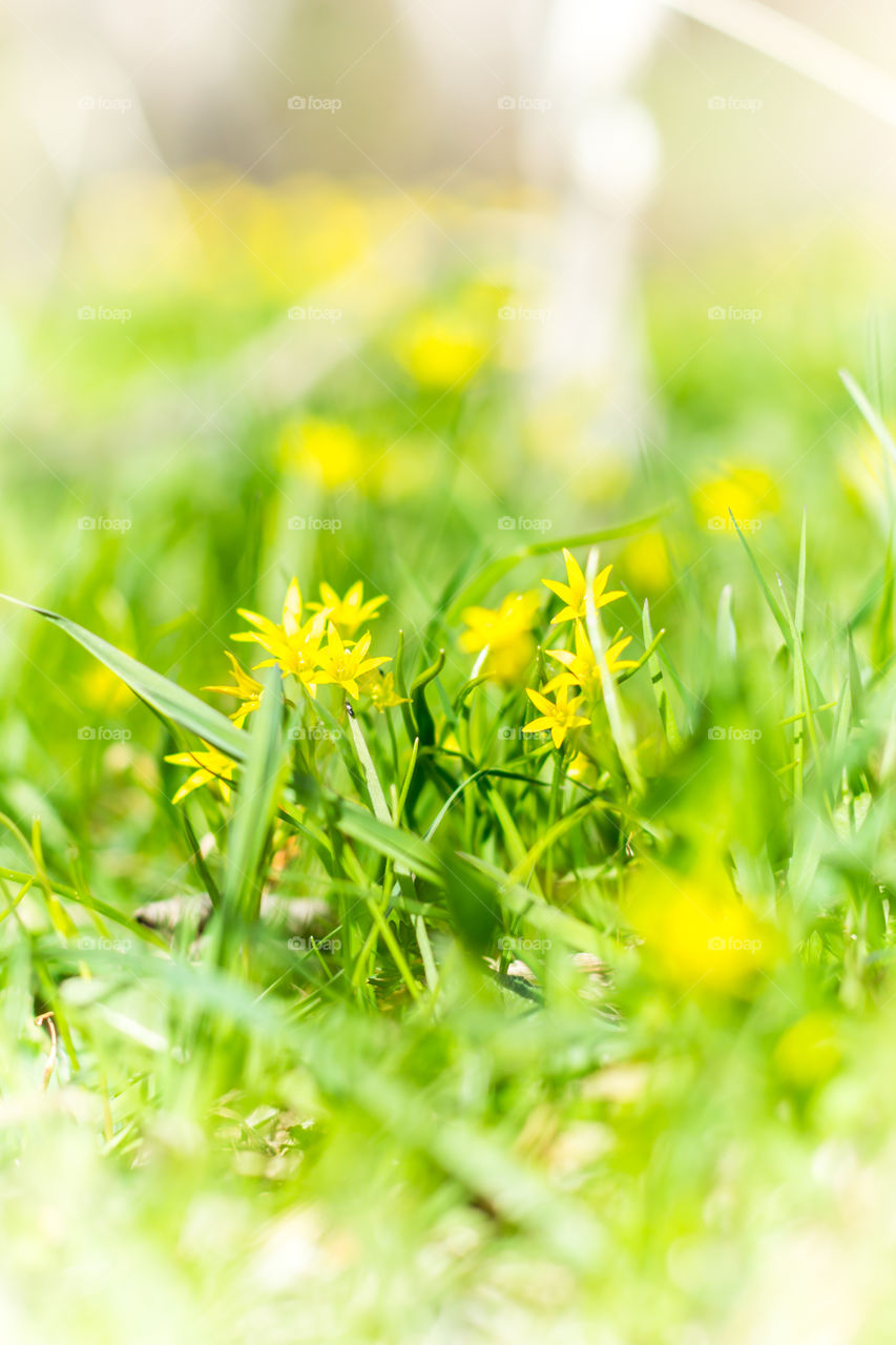 Yellow spring flowers