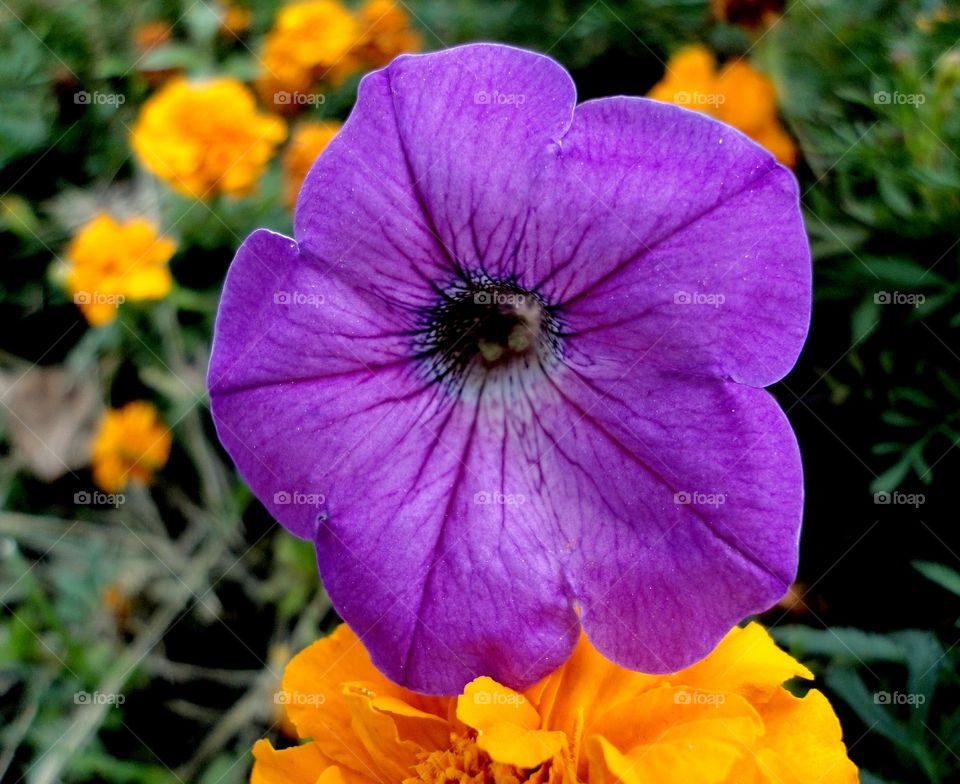 Close-up of purple flower