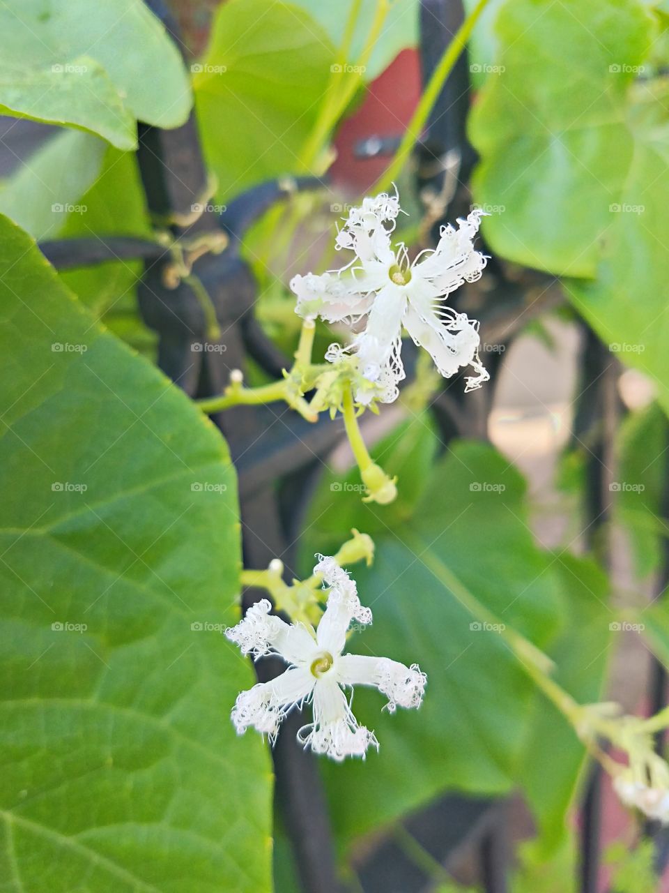 Nature, Leaf, No Person, Flower, Flora