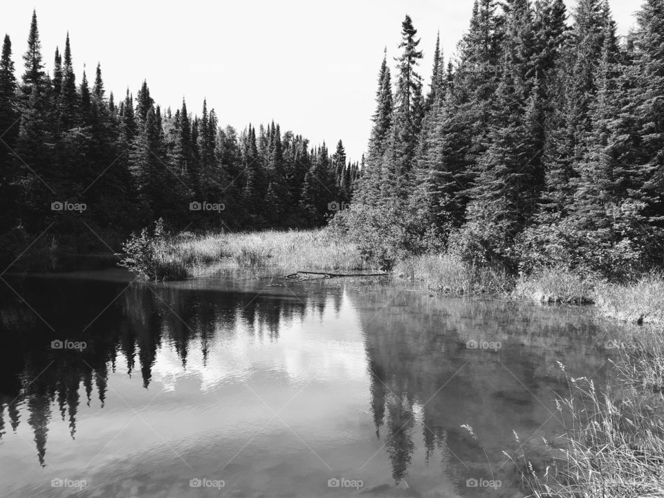 Black and white reflections in a quiet stream