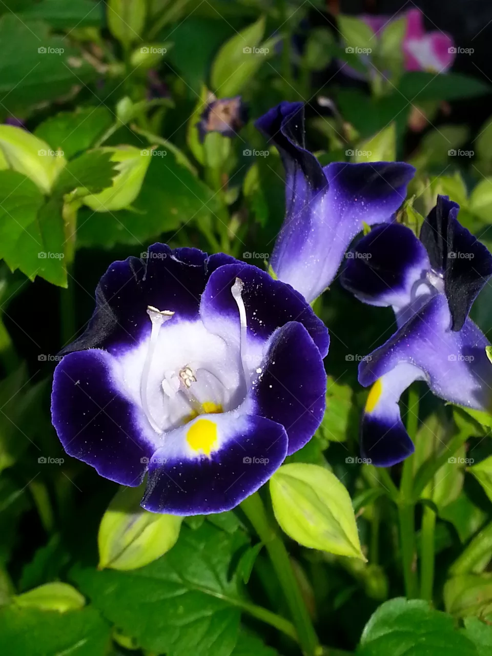 Blue Beauty
