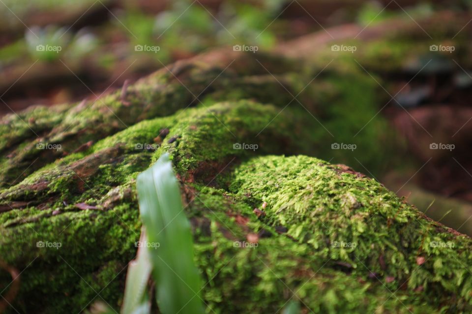 natural grass with tree