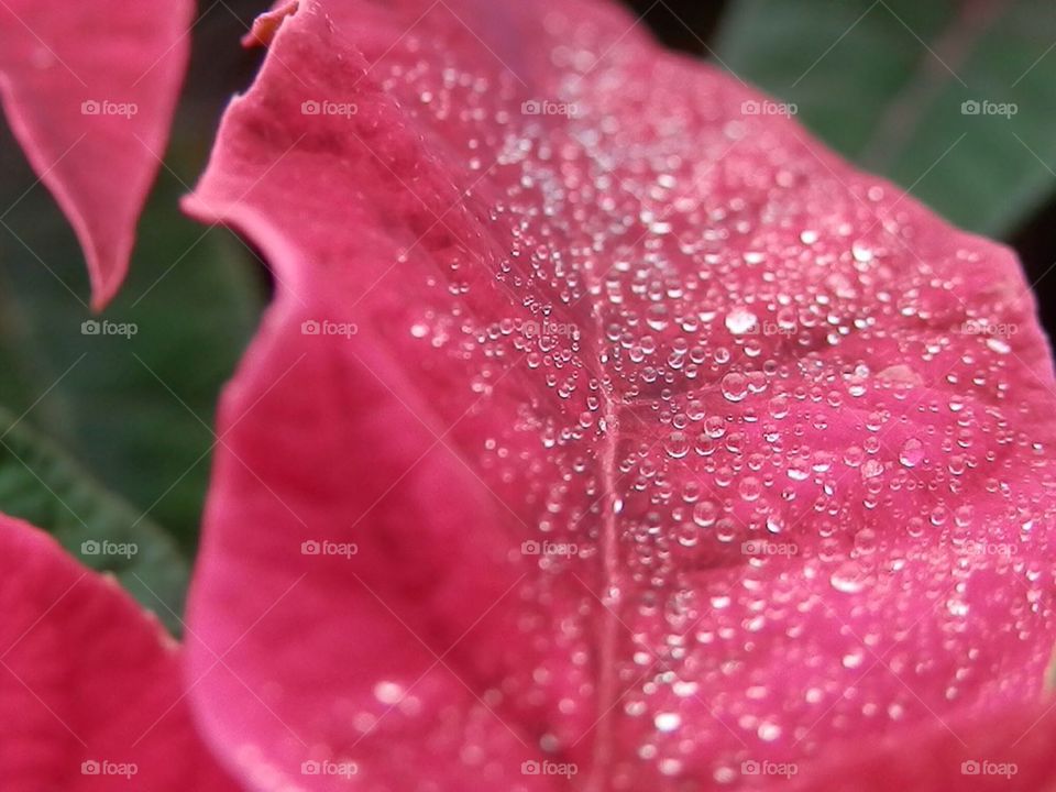 Raindrops