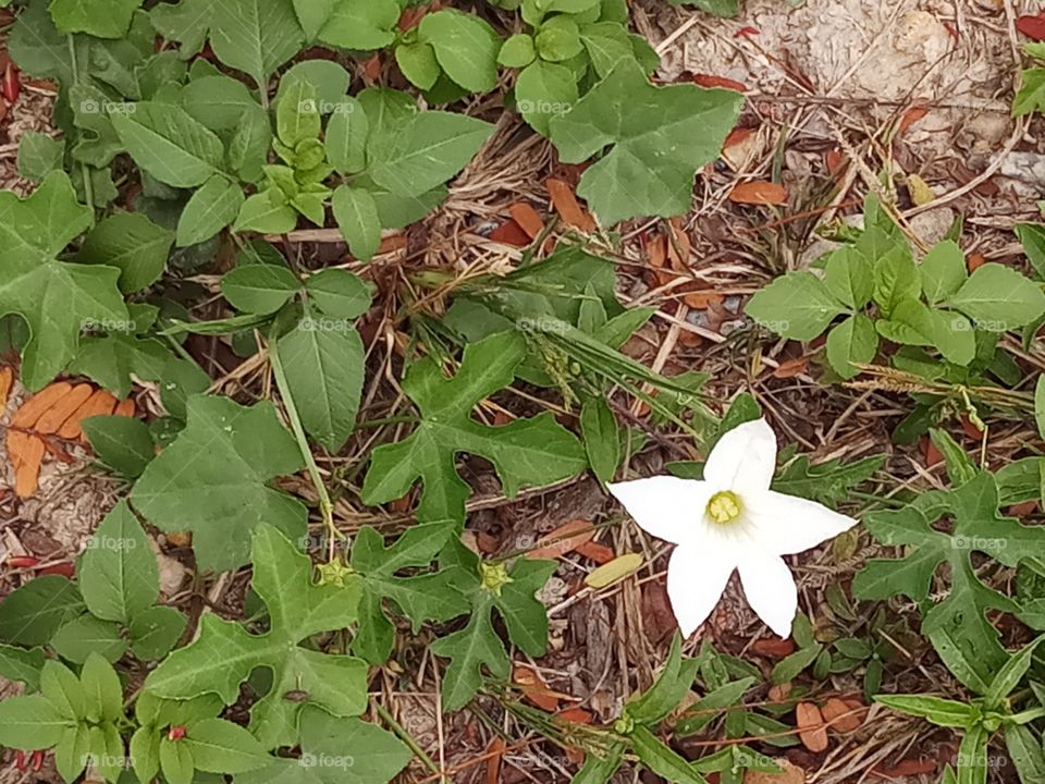 white flower on green