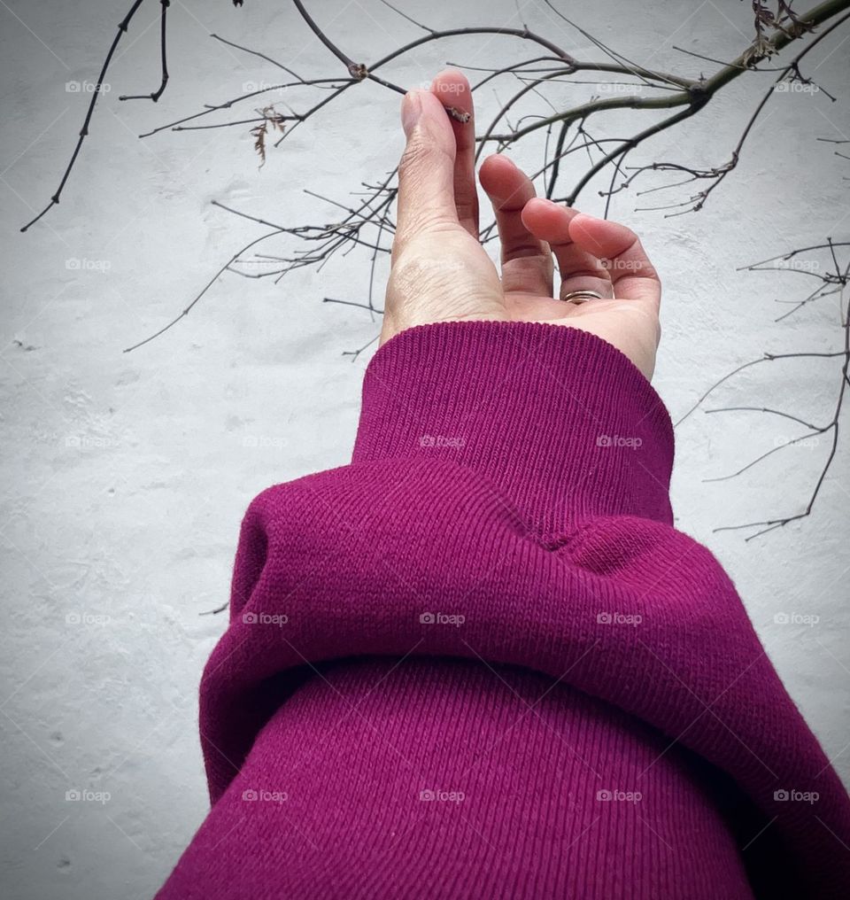 A person’s hand touching the bare tree, wearing a magenta sweatshirt.