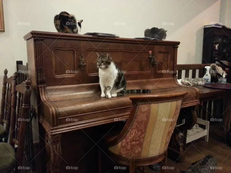 🐱🐱🐱