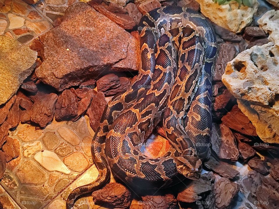 Photo of a brown tiger python living in a zoo