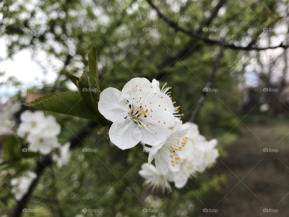 White blooms