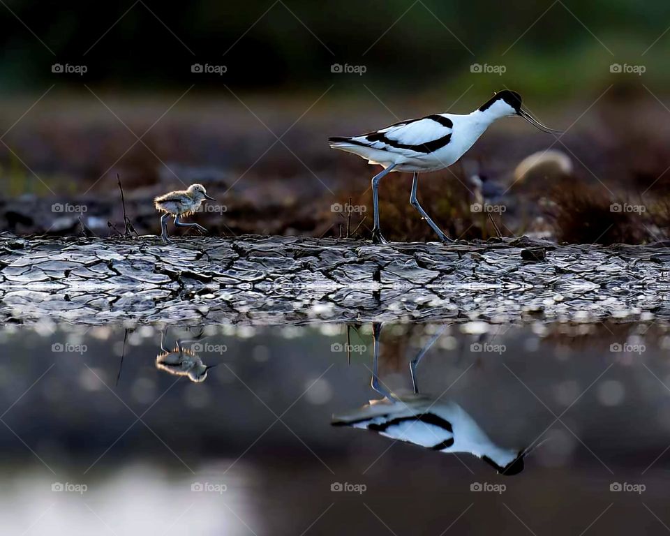 Close up on an avocet and her chick strolling along a pond in Sarzeau