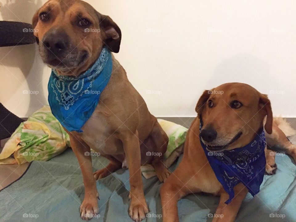 Dog, Canine, Pet, Mammal, Cute