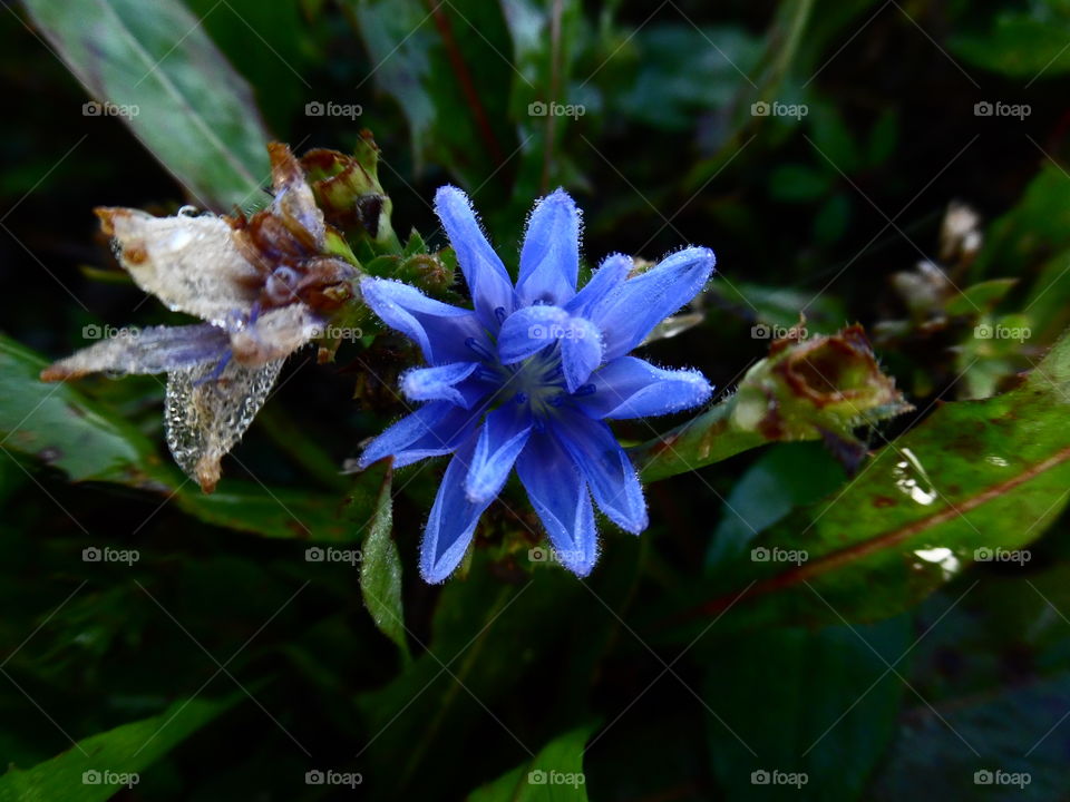 blue flower