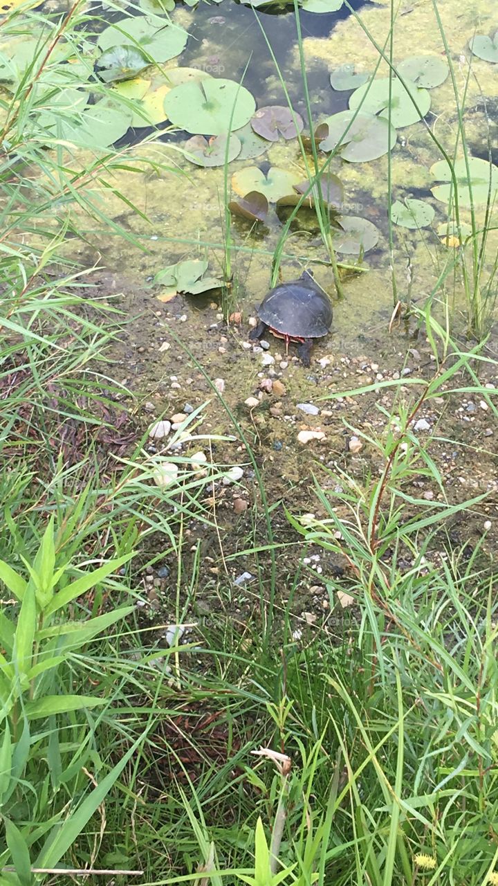 Turtle rescue 