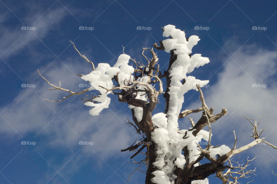 Coronado National Memorial crest tree windriven ice formation nature