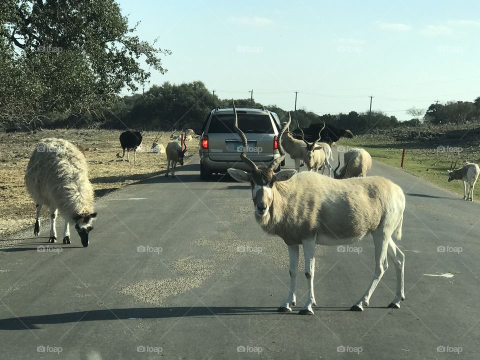 Natural Bridge Wildlife Ranch circa January 2017

San Antonio, Texas 
