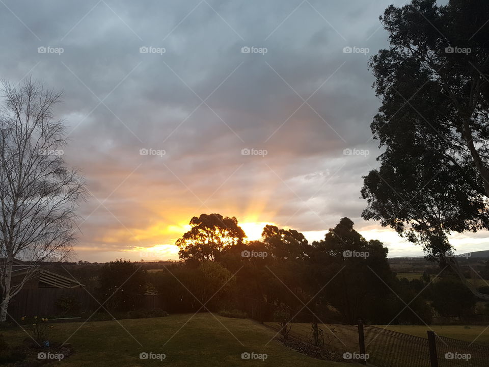 Sunset against the trees