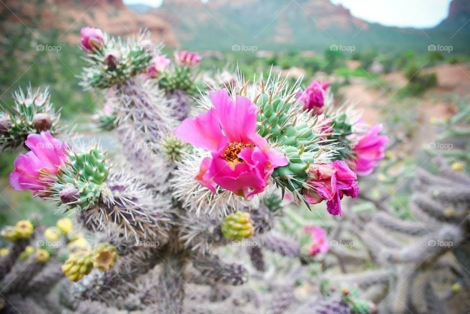 Cactus flower