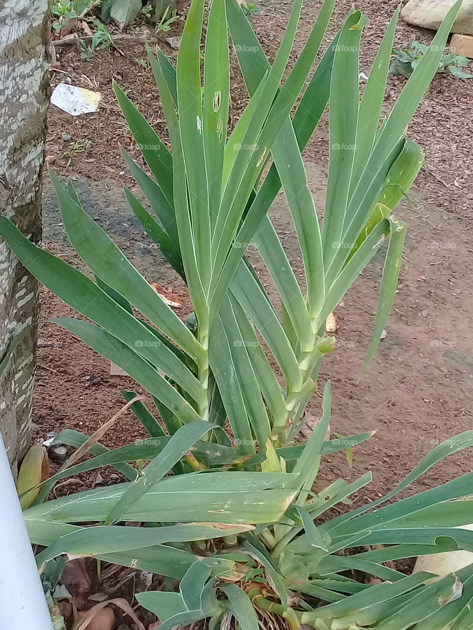 espécie de planta coqueiro