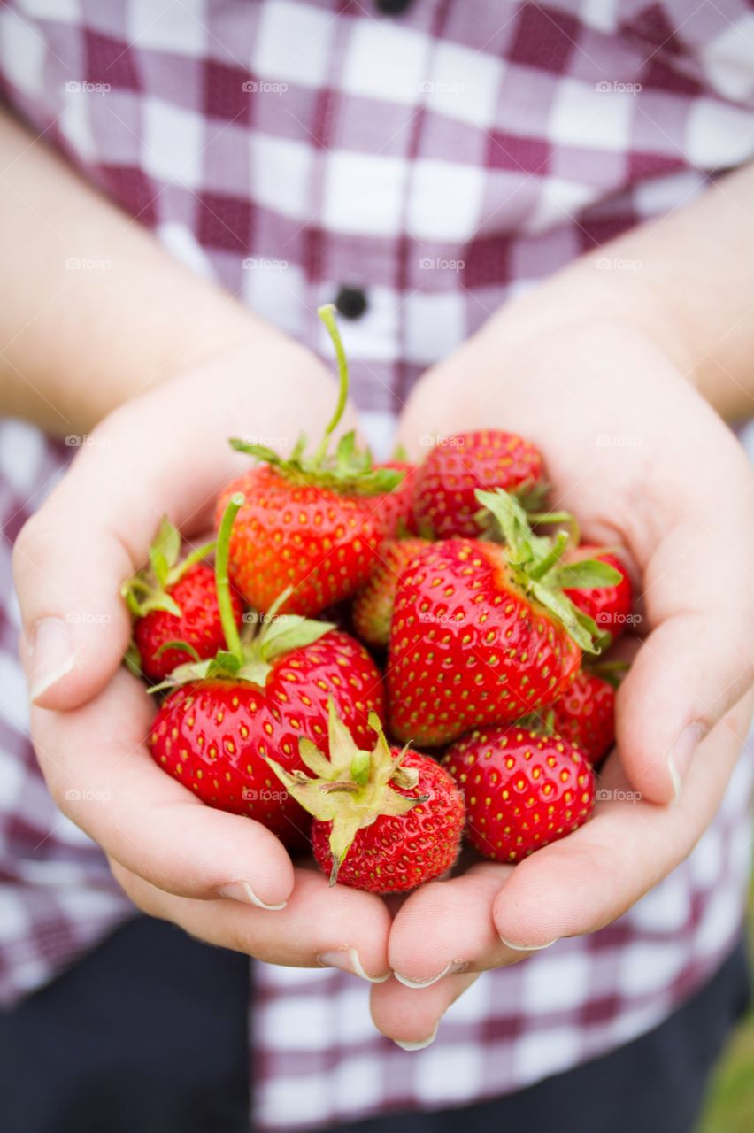 A Handful Of Strawberries. A handful of freshly picked strawberries.