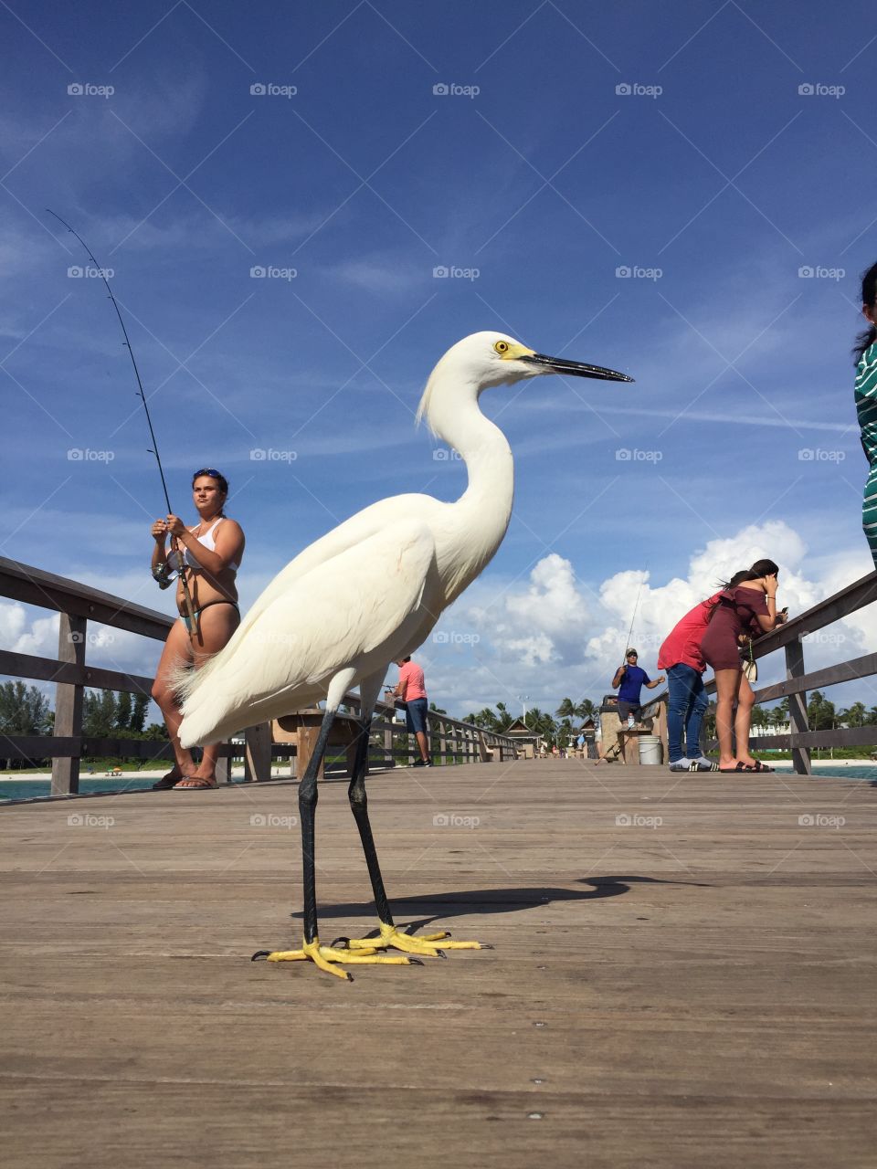 Bird on pier