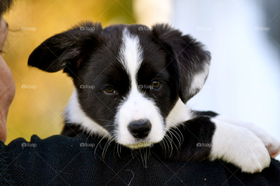 Dog, Animal, Cute, Mammal, Portrait