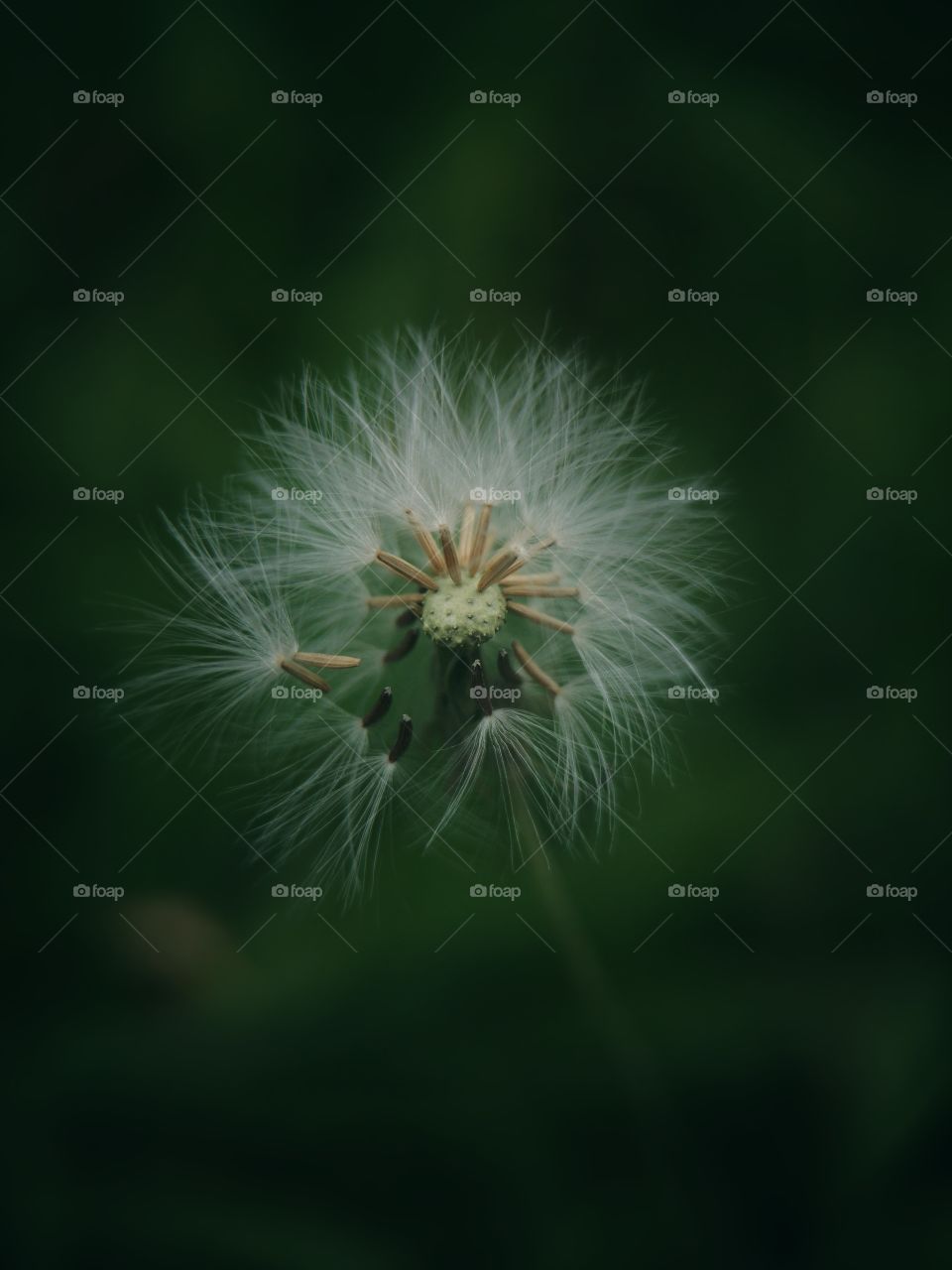 the dandelion in the wind