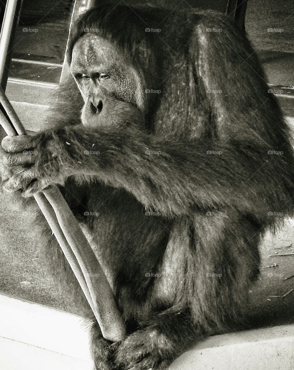 orangutan sitting holding a rope looking very sad