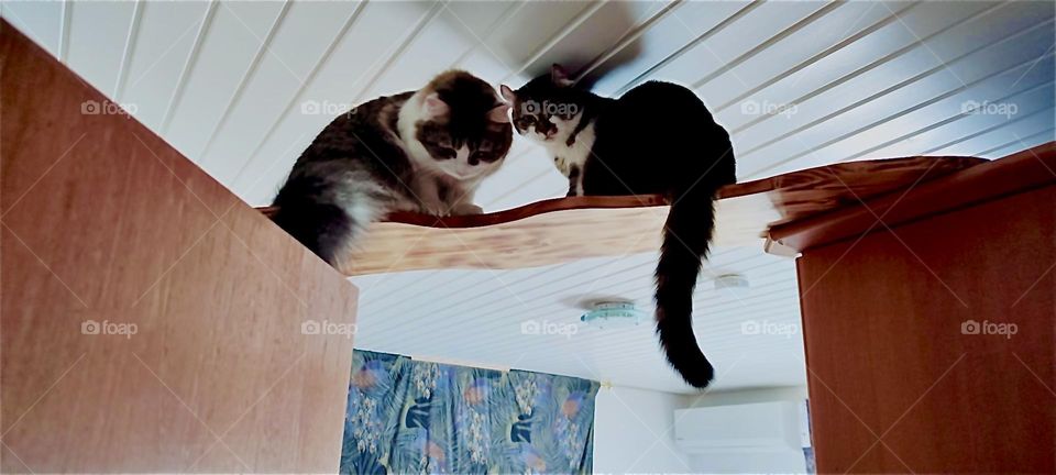 These two lovely cats are „Roukey“ and „Linda“. They live with two humans in a beautiful one story house in „Bavaria“, Germany. Like most cats they love high up places that give them an overview over the space they occupy. 2023. Hypnotic Productions
