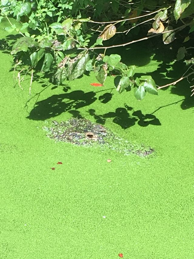 Alligator 