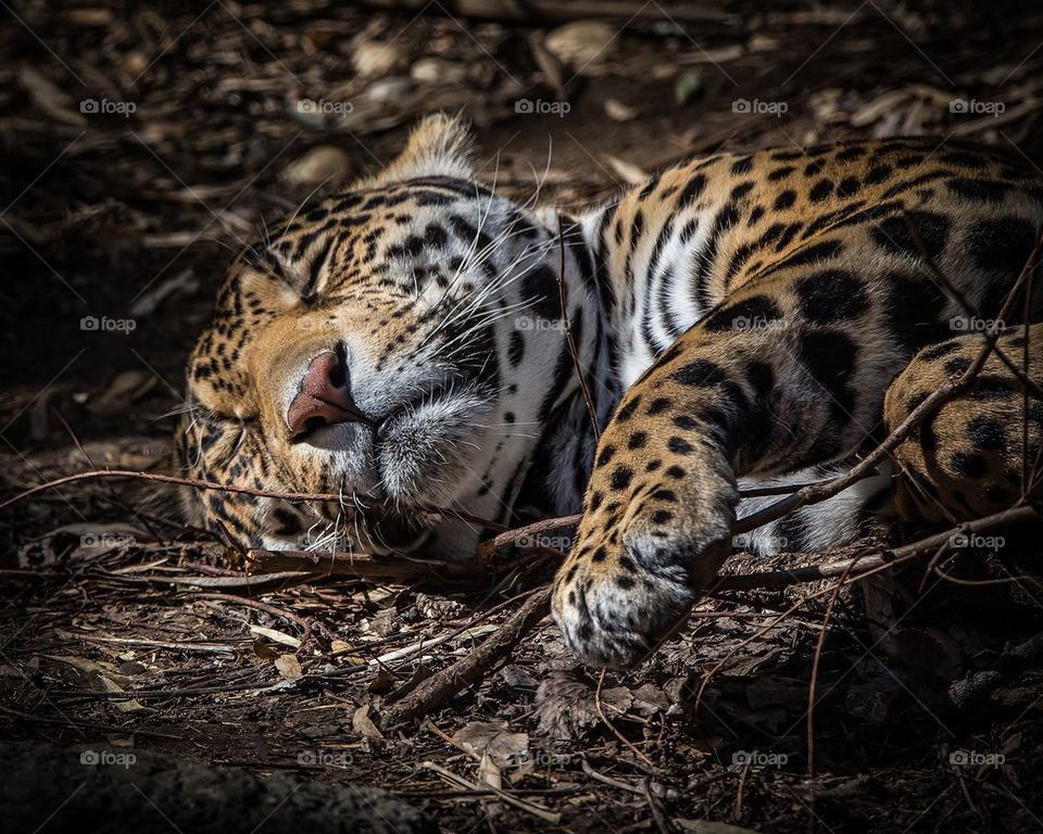 Close-up of jaguar sleeping