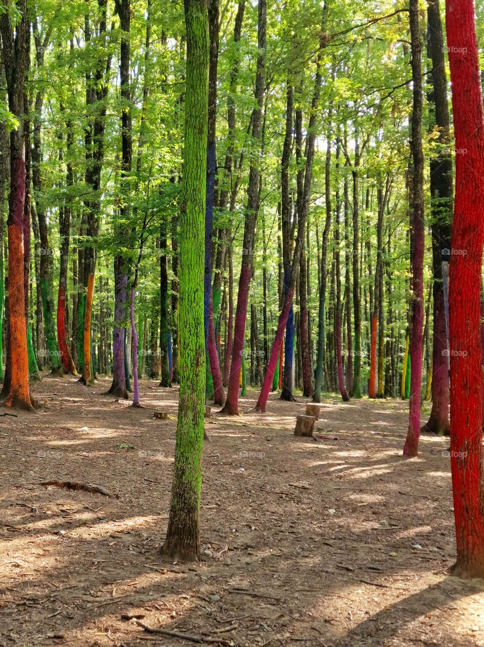 The Colorful Forest