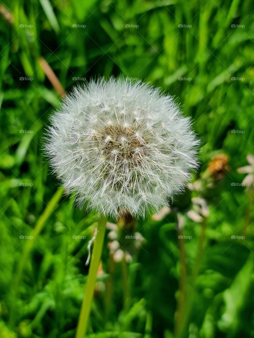 Close up of the single circle round ball shape white dandelion flower with silver-tufted ready to fly with the wind seeds