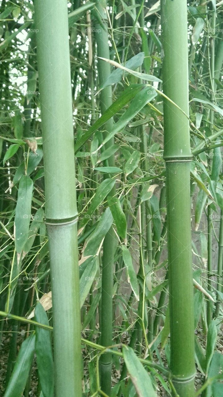 bamboo