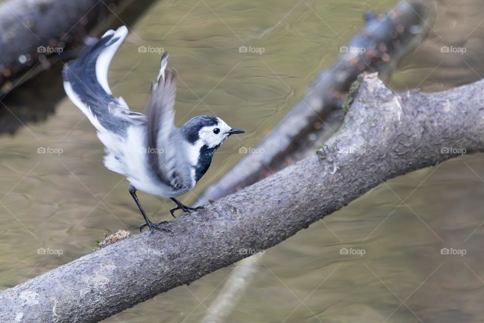 Closeup of a wagtail bird on a fallen tree in the creek water 