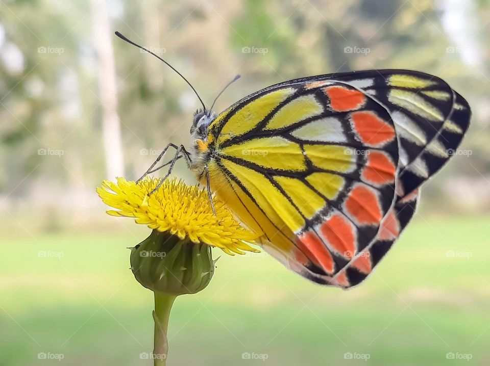 thistle flower with colourfull butterfly