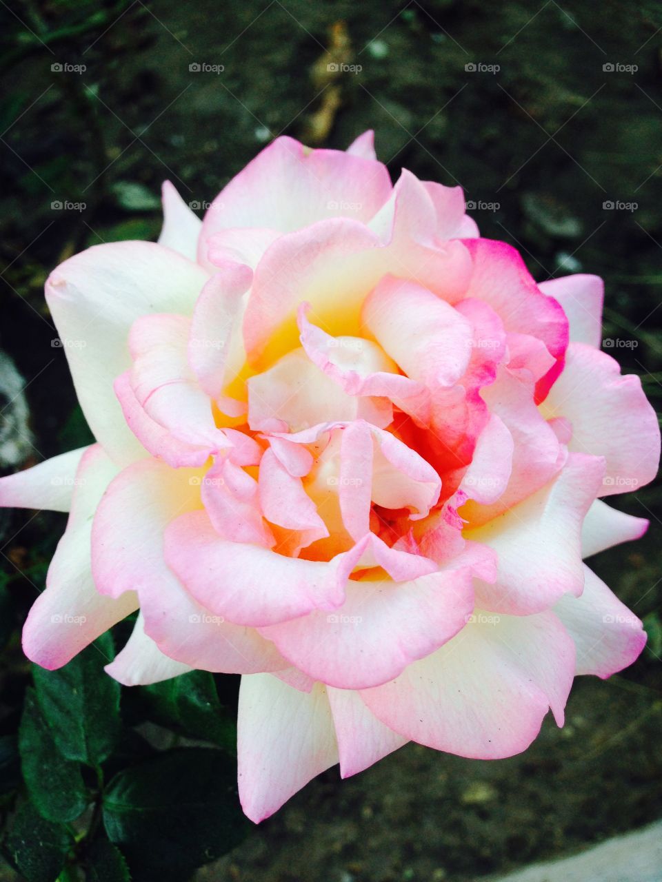Pink single flower in bloom