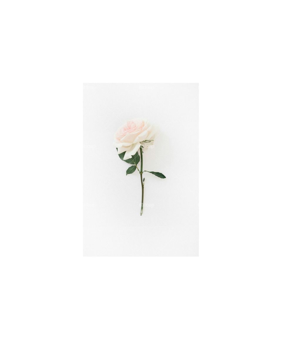 White Rose Simplicity
