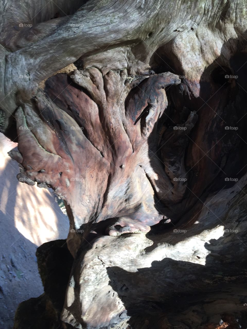 Root system of a fallen giant Sequoia with beautiful grain patterns. 