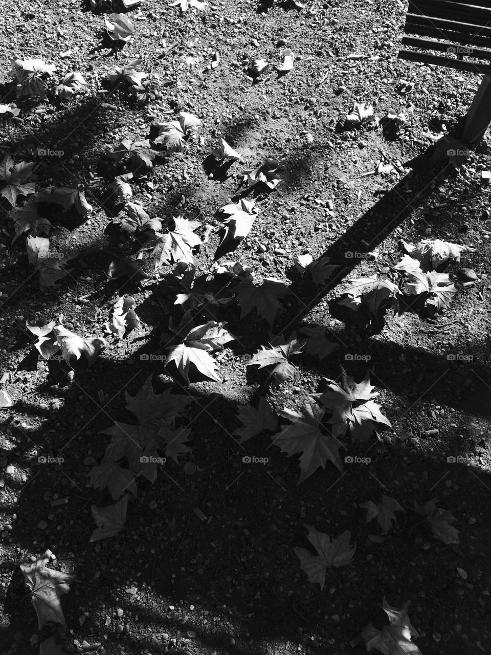 Shadow leaves 