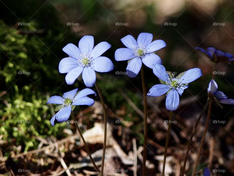 in the middle of the forest